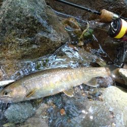 九頭竜川水系でイワナ釣り